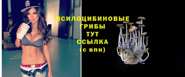 индика Каменногорск