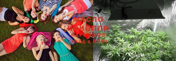 индика Каменногорск